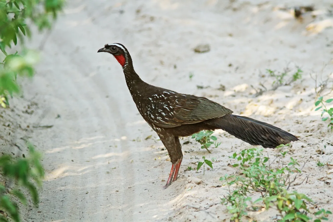 O jacu-verdadeiro é uma ave endêmica da região Nordeste do Brasil restrita a áreas semiáridas de Caatinga. Atualmente está ameaçado de extinção devido à caça e a destruição de seu habitat natural.