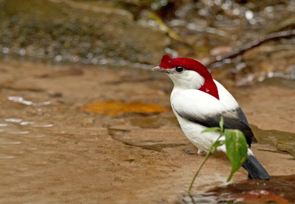 Soldadinho-do-araripe