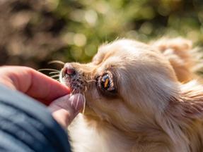 Cachorro de pequeno porte come petisco da mãe de tutor