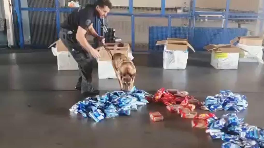 Cão fareja carga no aeroporto de Fortaleza em busca de drogas.