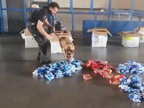 Cão fareja carga no aeroporto de Fortaleza em busca de drogas.