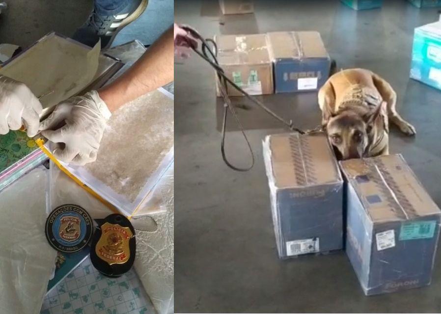 Cão farejador descobrindo cocaína escondida em materiais escolares