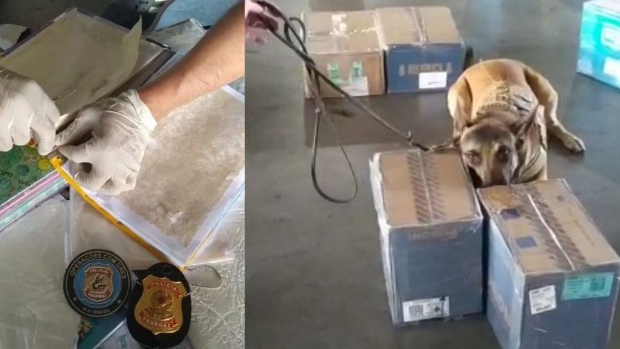 Cão farejador descobrindo cocaína escondida em materiais escolares