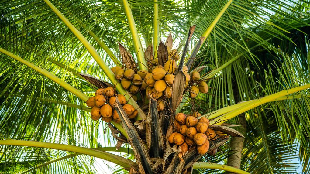 Quati (Nasua nasua) comendo fruto da palmeira bocaiÃºva (Acrocomia