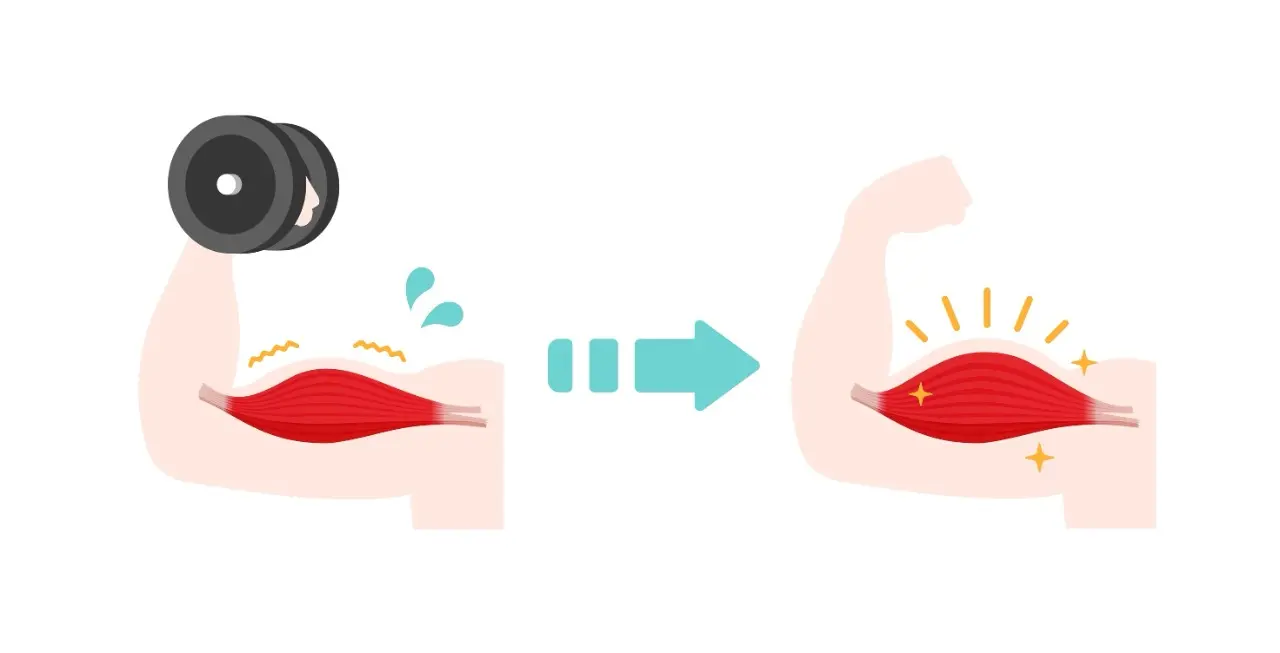 Gráfico em desenho mostra, do lado esquerdo, um braço hipertrofiando. No lado direito, um braço já hipertrofiado