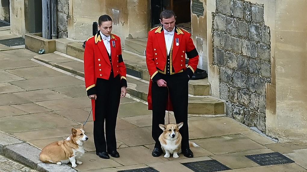 Cães da raça corgi acompanham o cortejo fúnebre da rainha Elizabeth II.