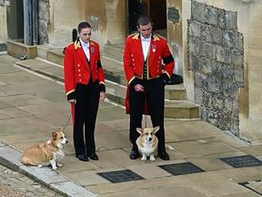 Cães da raça corgi acompanham o cortejo fúnebre da rainha Elizabeth II.