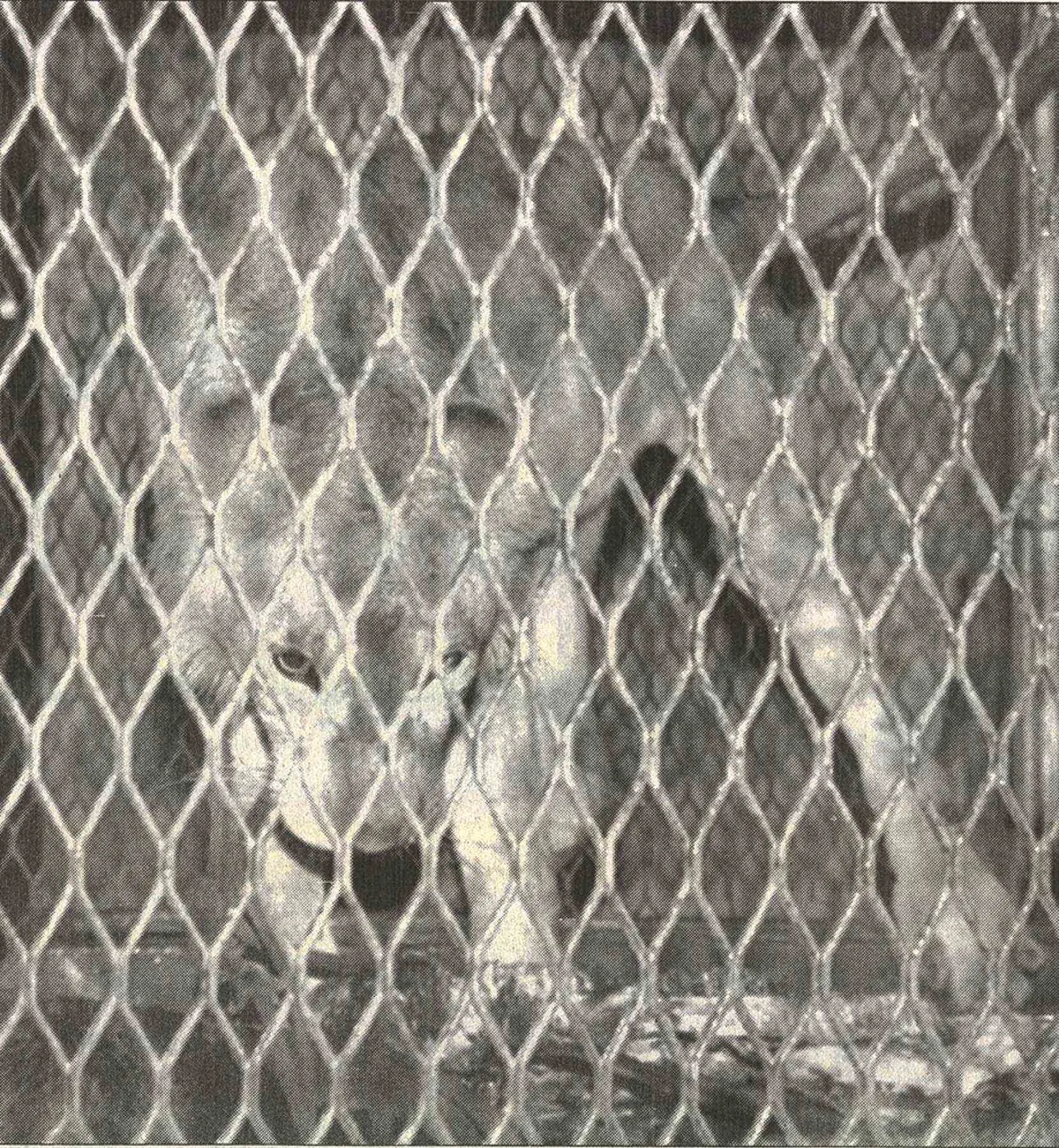 Leão que atacou o garoto na década de 1990