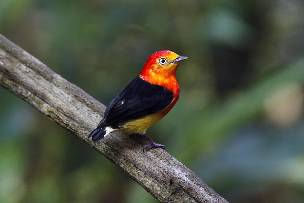 Extinção ameaça pelo menos 80 espécies de aves, répteis e anfíbios