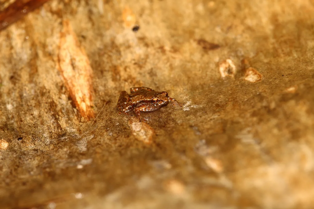 Rã-de-maranguape (Adelophryne maranguapensis) foi identificada como 