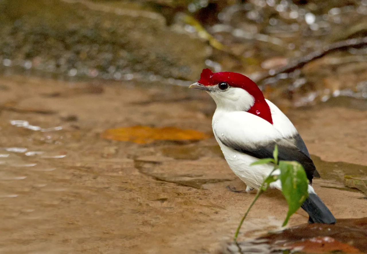 Soldadinho-do-araripe (Antilophia bokermanni) só vive no Ceará e está ameaçado de extinção