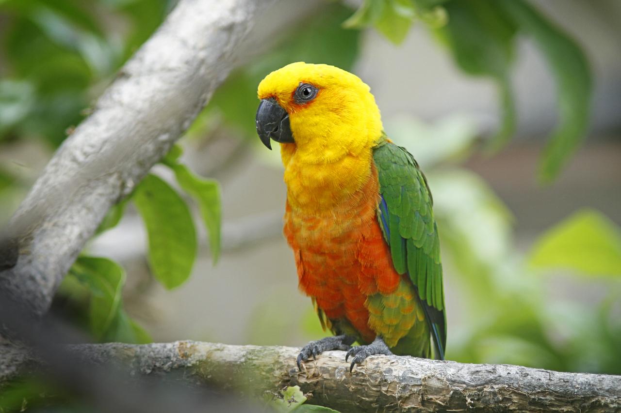 Extinção ameaça pelo menos 80 espécies de aves, répteis e anfíbios