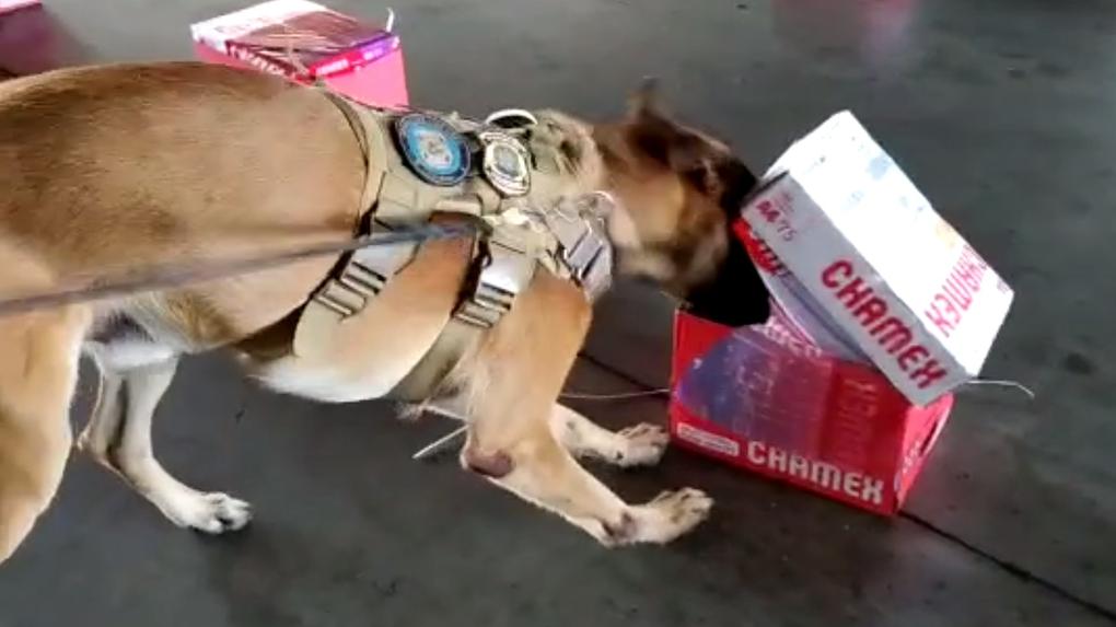 Cão Inu farejando cocaína em caixa de papel Chamex.