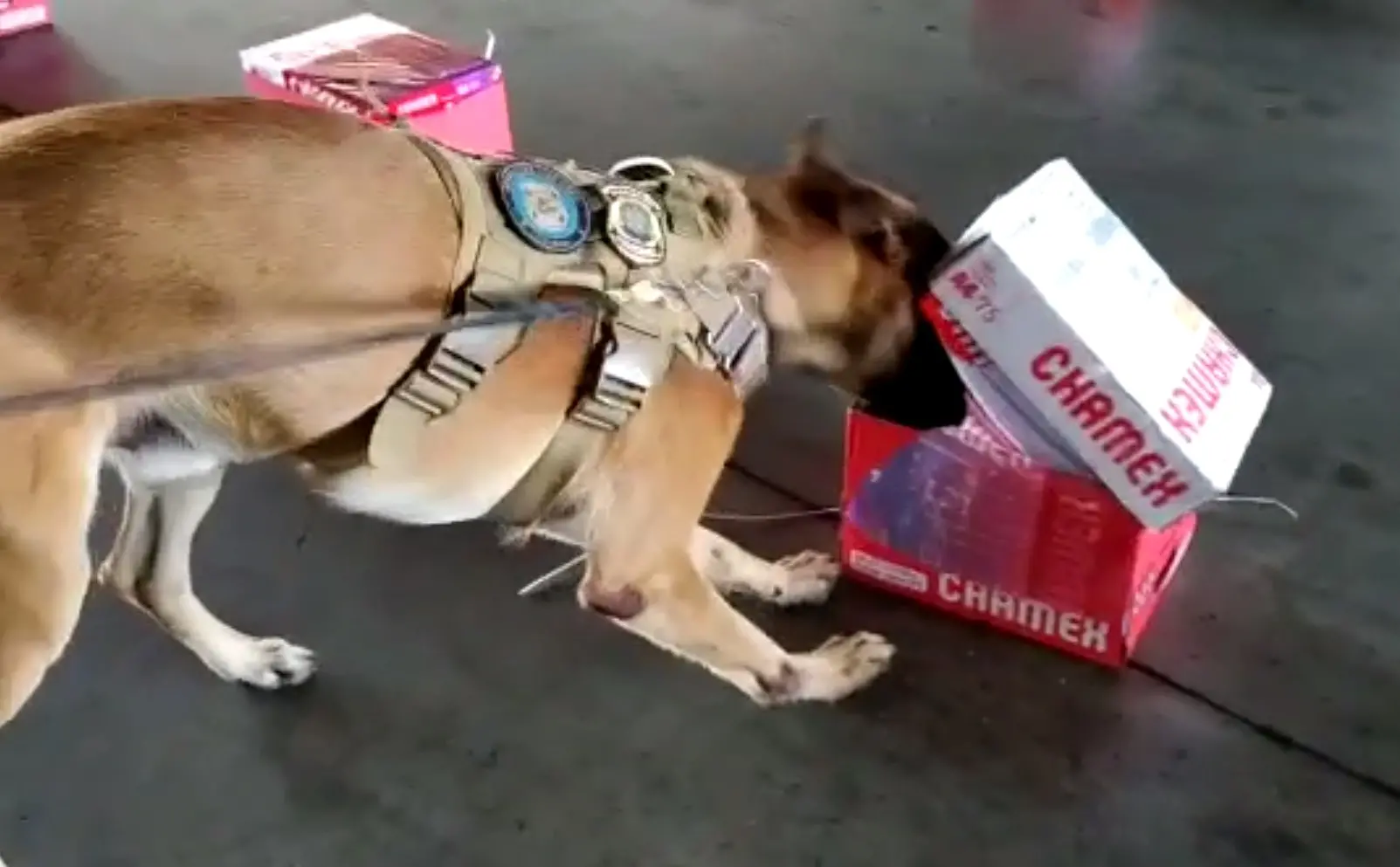Cão Inu farejando cocaína em caixa de papel Chamex.