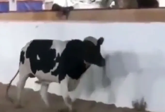 Imagem da notícia: Boi sofre lesão ao participar de vaquejada em Juazeiro do Norte