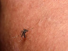 Mosquito Aedes aegypti sobre a pele de uma pessoa