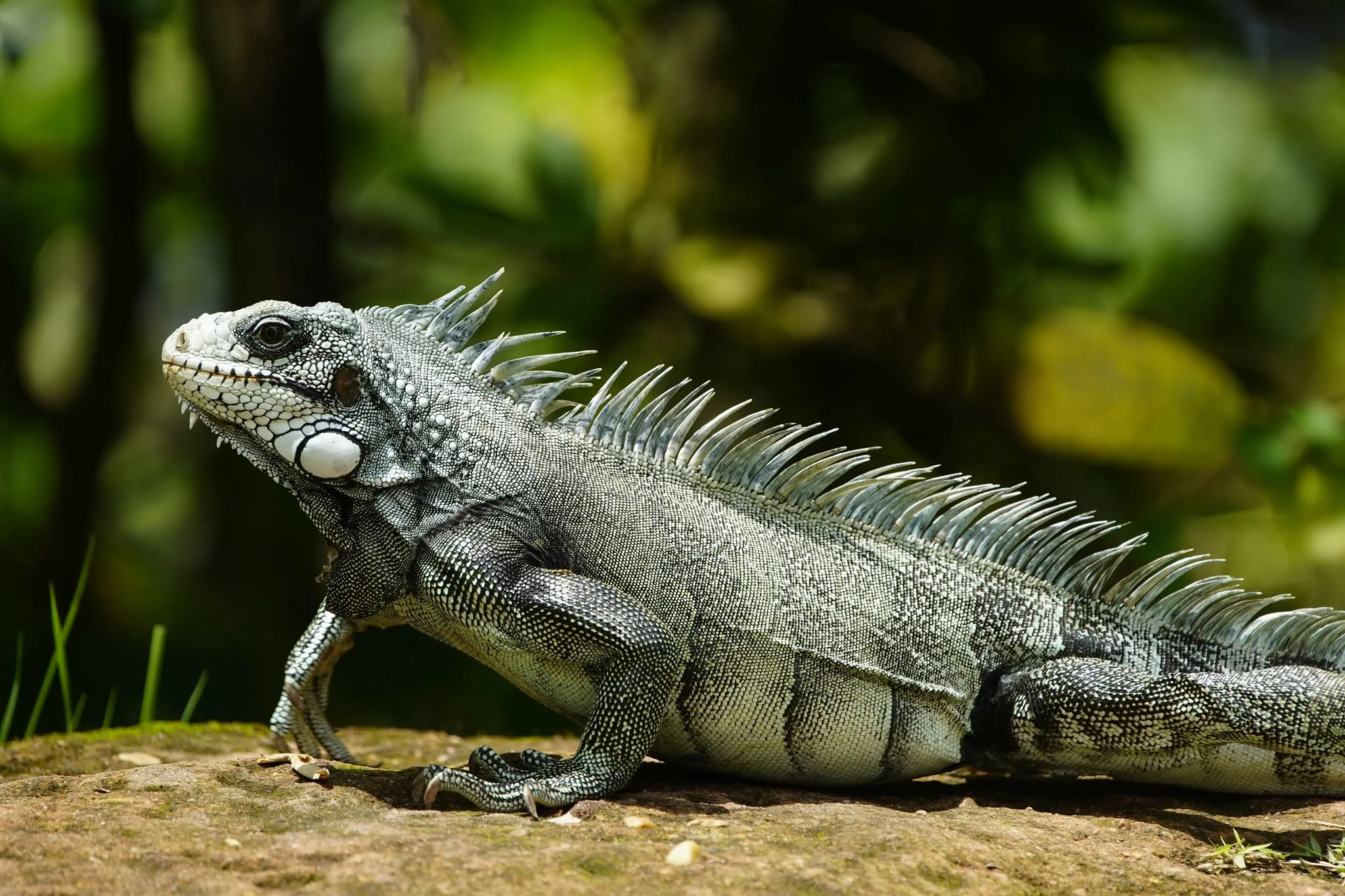 Ao se sentir ameaçada, a iguana pode se defender através de mordidas e de arranhões, além de desferir chicotadas usando a cauda