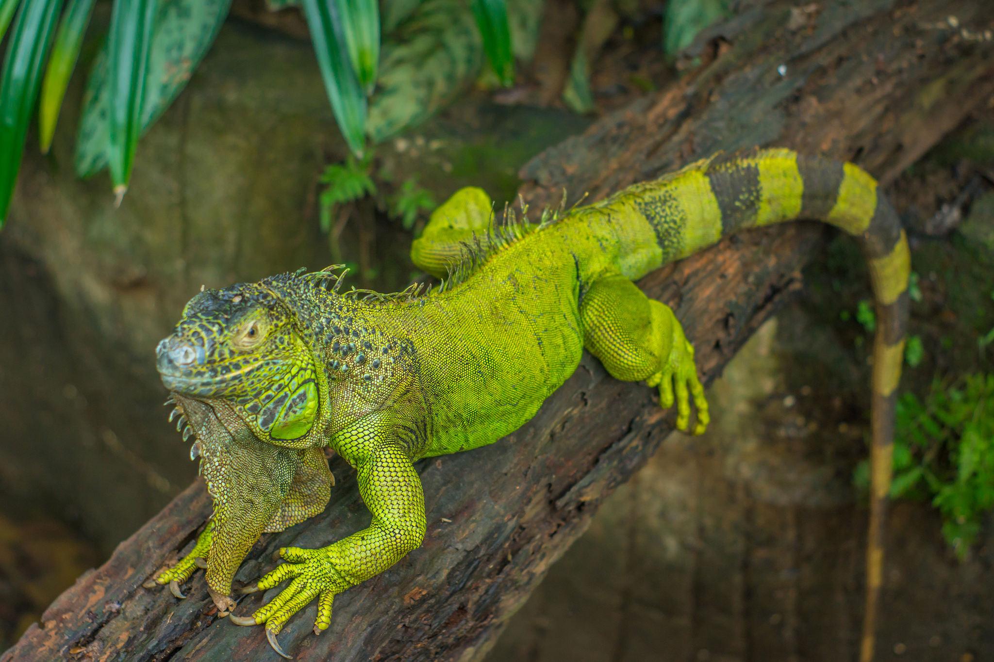 Uma iguana verde estava descansando em um galho de madeira de espiga depois de uma refeição