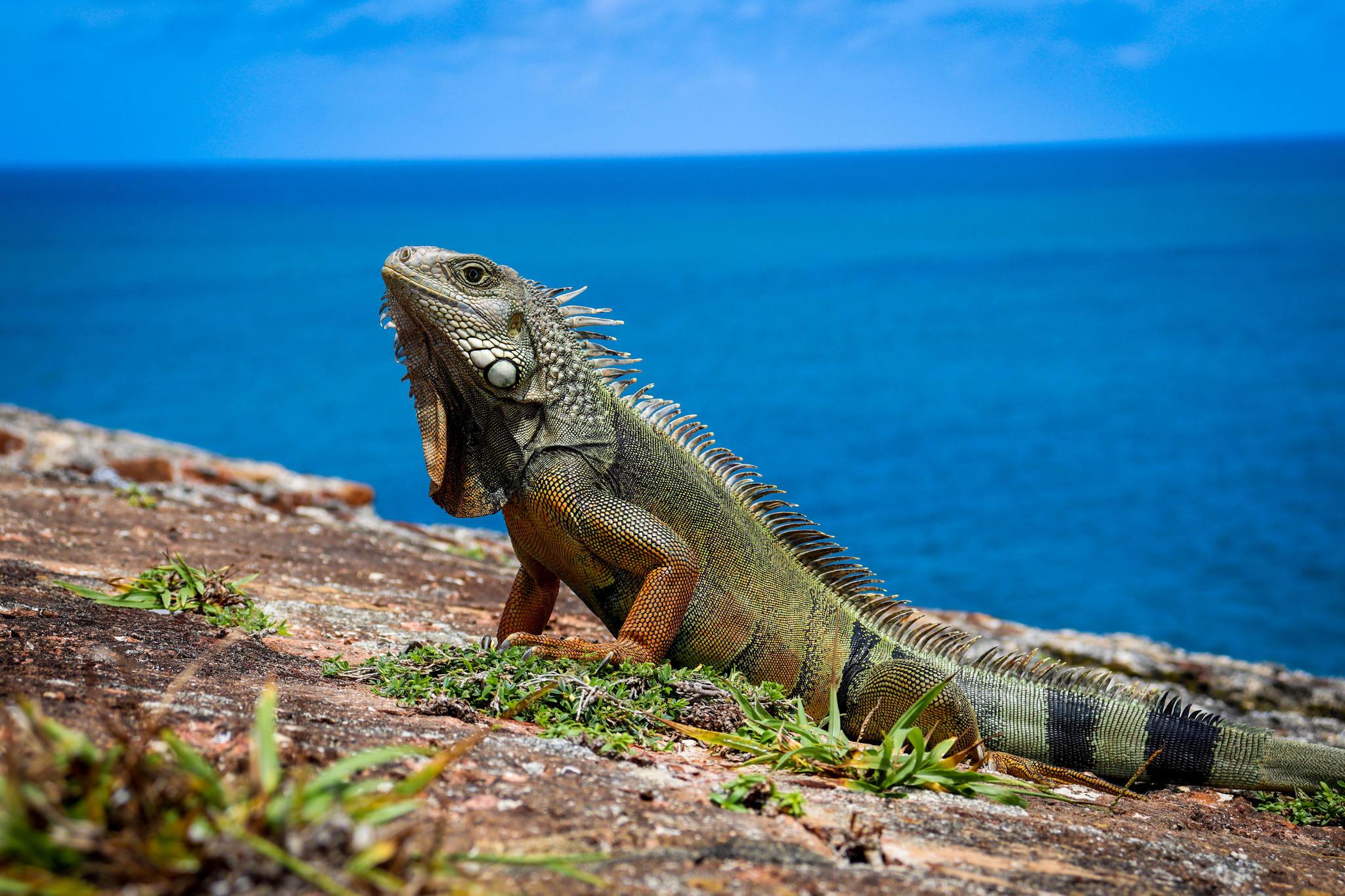 Iguana tomando sol em Porto Rico