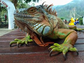Uma iguana verde (Iguana iguana), deitada em um banco com corpo alaranjado e cabeça e rosto azuis brilhantes