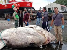 Animal pesa 2.700 quilogramas foi encontrado morto na costa da Ilha do Faial, nos Açores