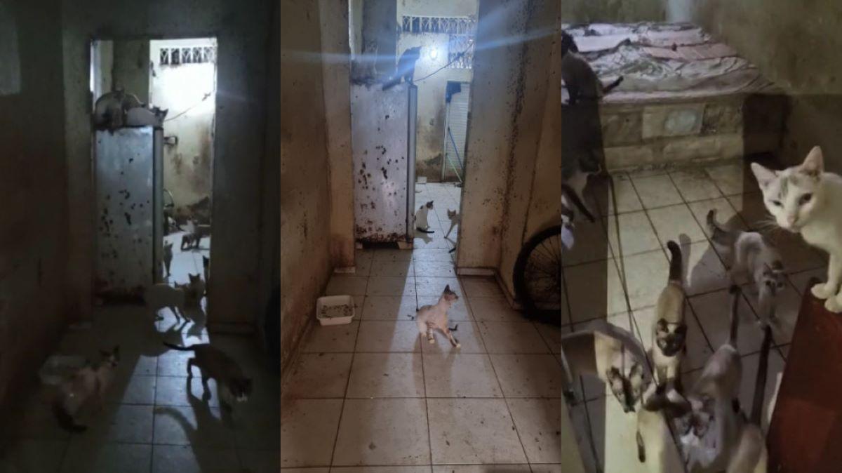 Gatos abandonados em casa no bairro Quintino Cunha, em Fortaleza