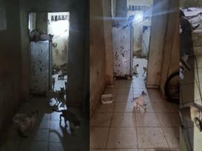 Gatos abandonados em casa no bairro Quintino Cunha, em Fortaleza