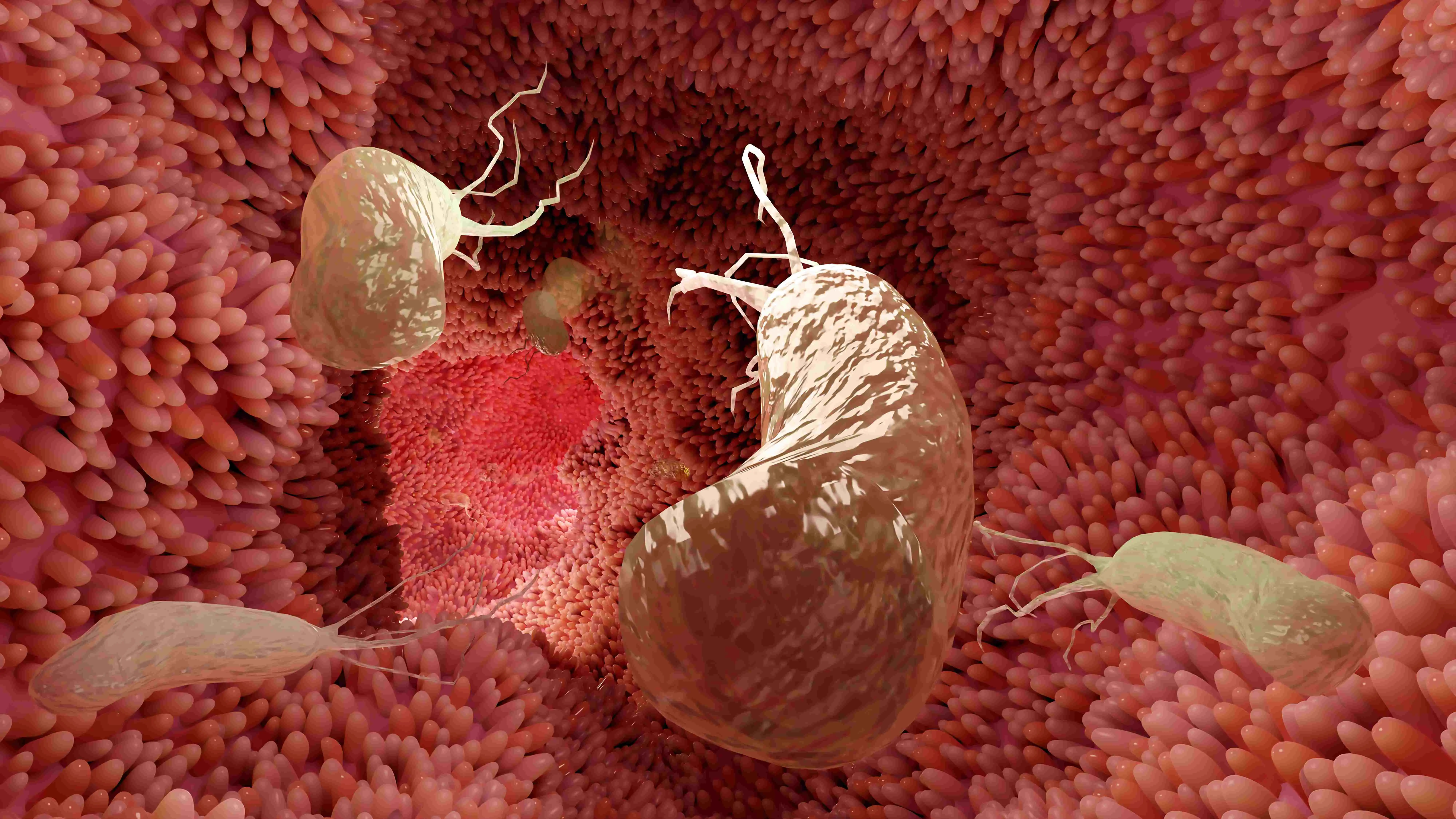 Bactéria H. pylori, que vive no estômago, tem relação com algumas doenças, mas também exerce funções importantíssimas para o equilíbrio do metabolismo.