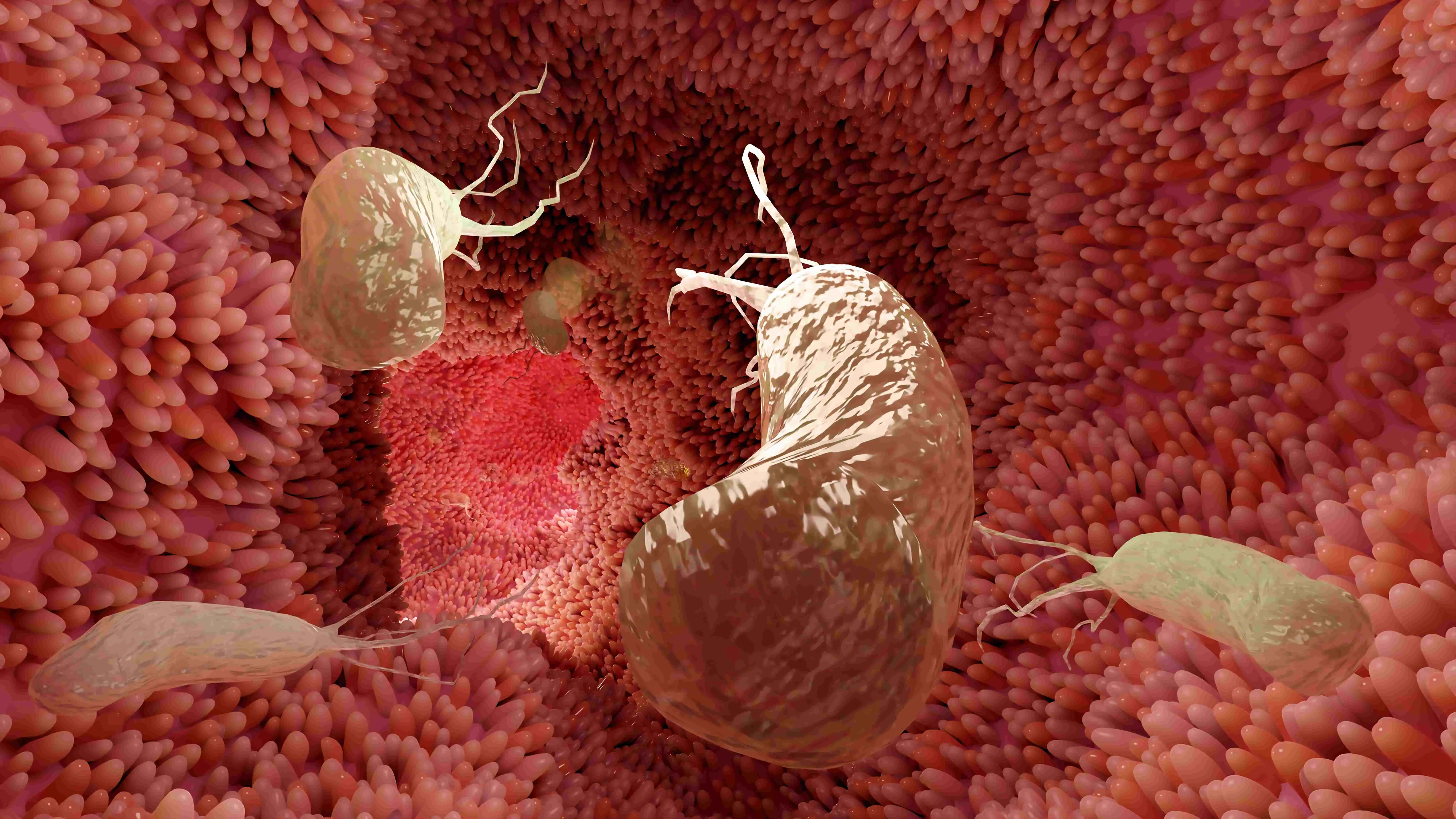 Bactéria H. pylori, que vive no estômago, tem relação com algumas doenças, mas também exerce funções importantíssimas para o equilíbrio do metabolismo.