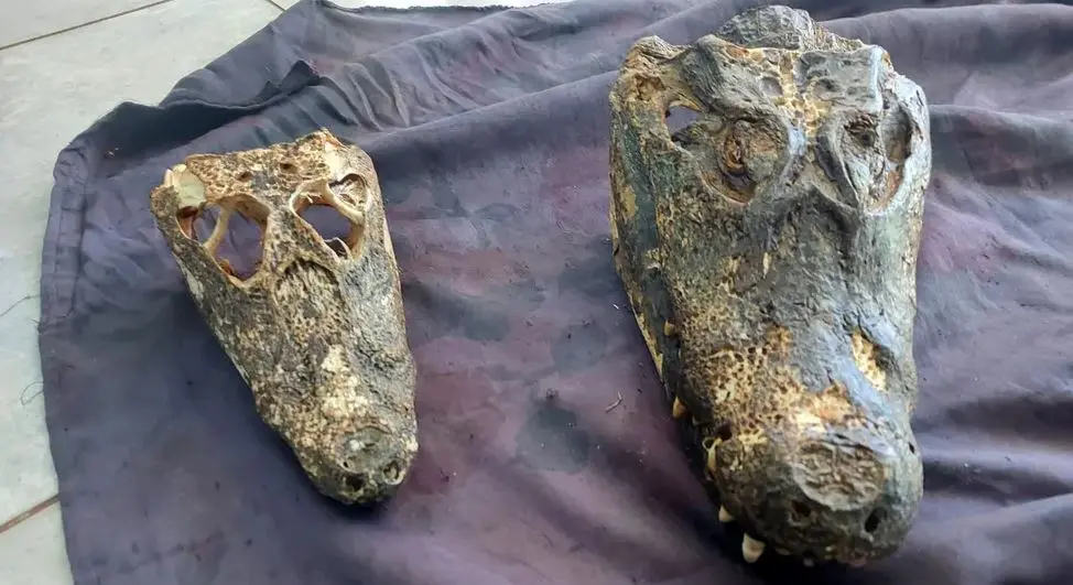 cabeça de jacaré em decomposição