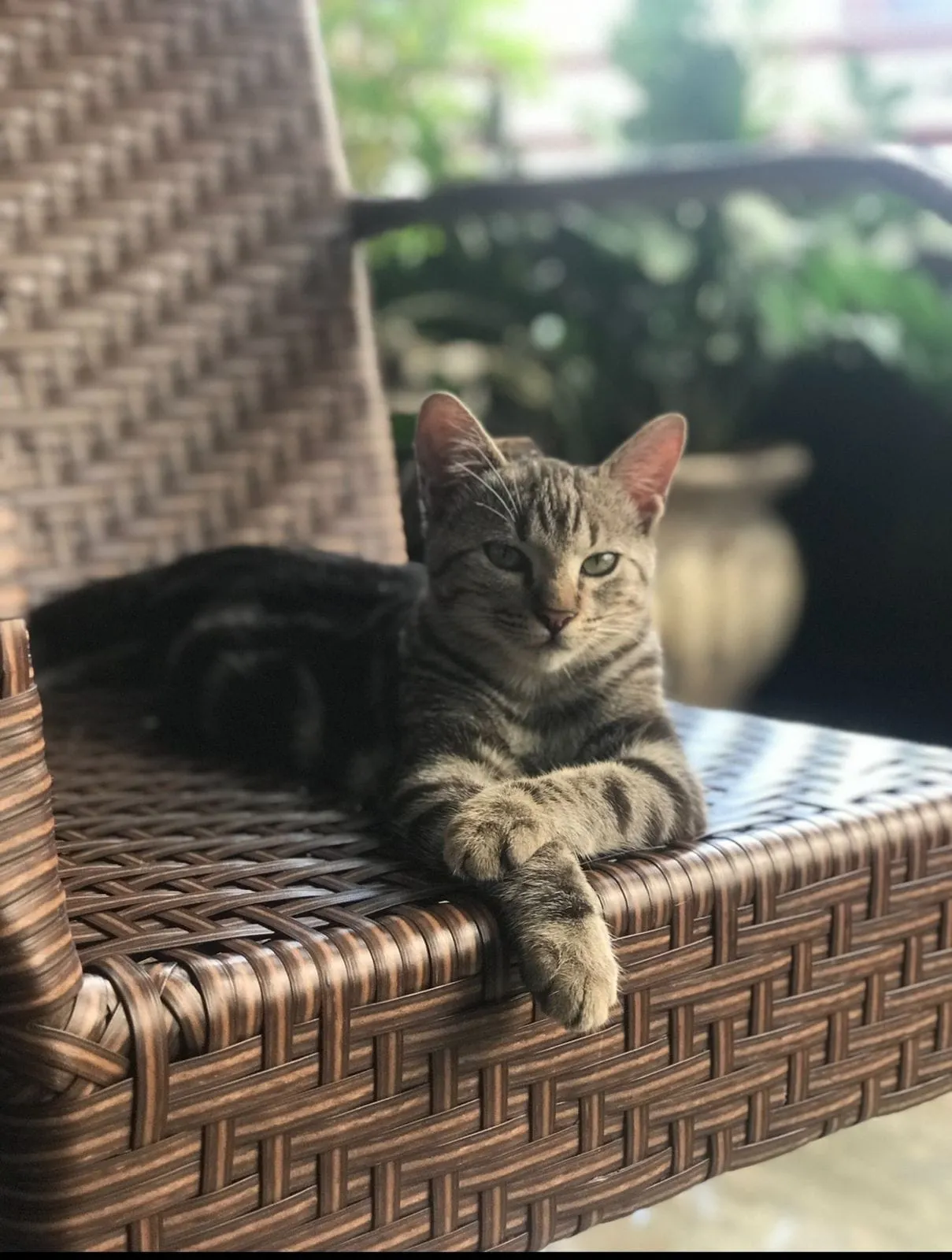 Oto, gato da família que mora no apartamento atingido pelo fogo, morreu no incêndio.