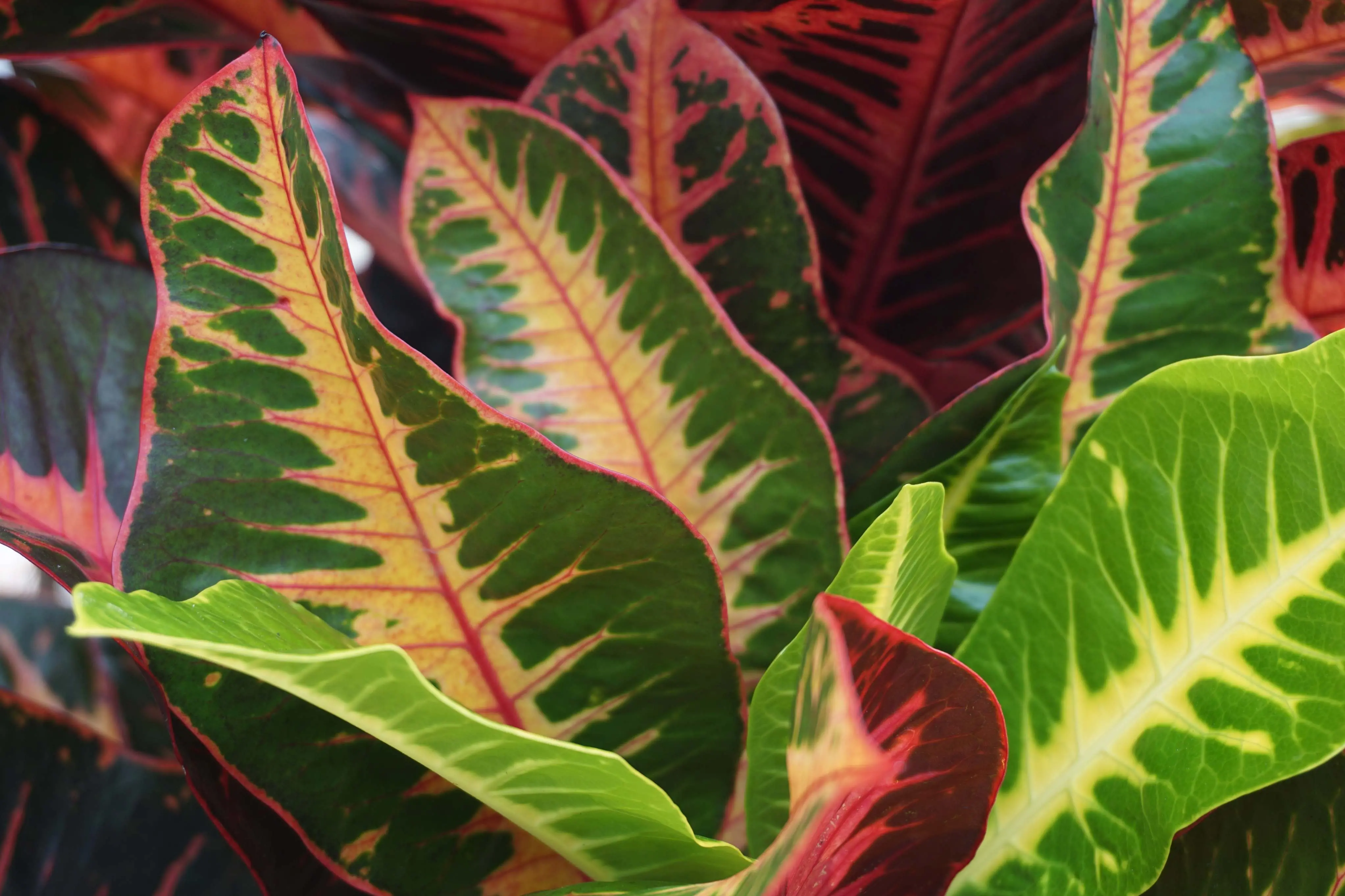Folhas de croton