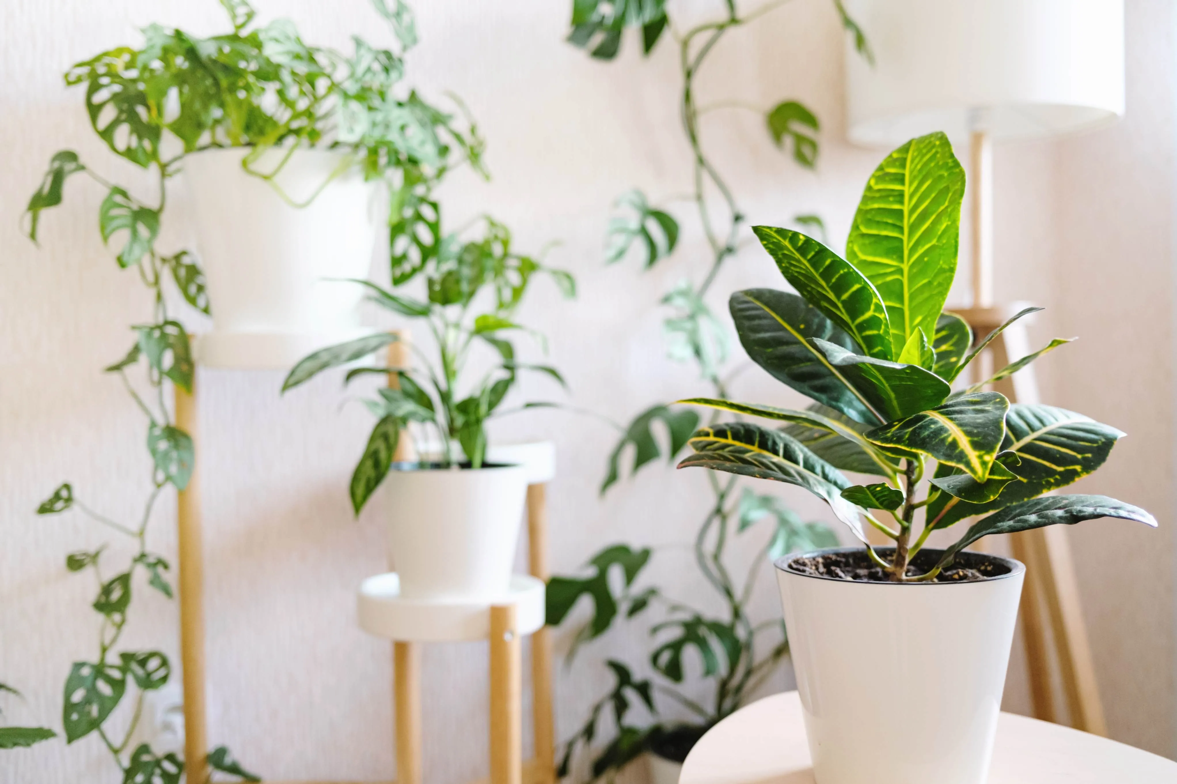 Planta tem sido utilizada para decorar casas e apartamentos