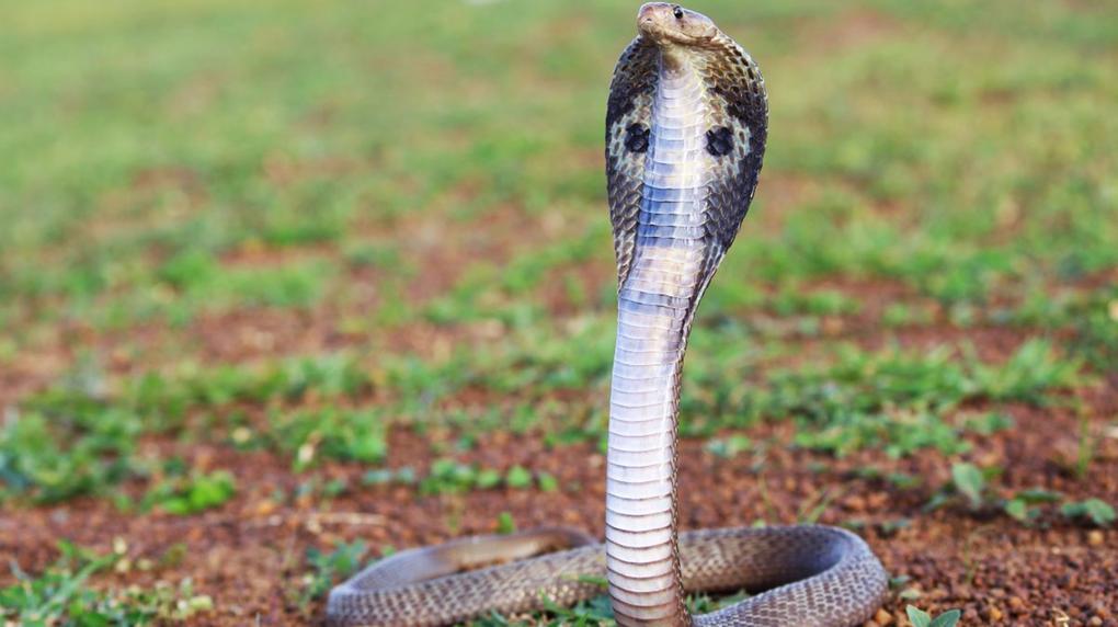Cobra indiana