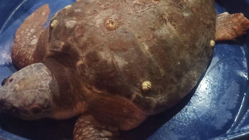 Tartaruga é resgatada na Praia das Moitas, em Amontada