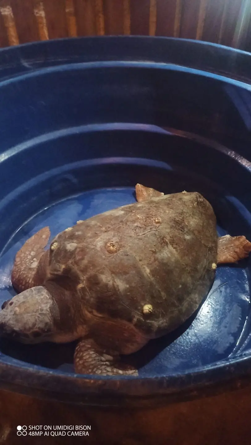 Tartaruga é resgatada na Praia das Moitas, em Amontada