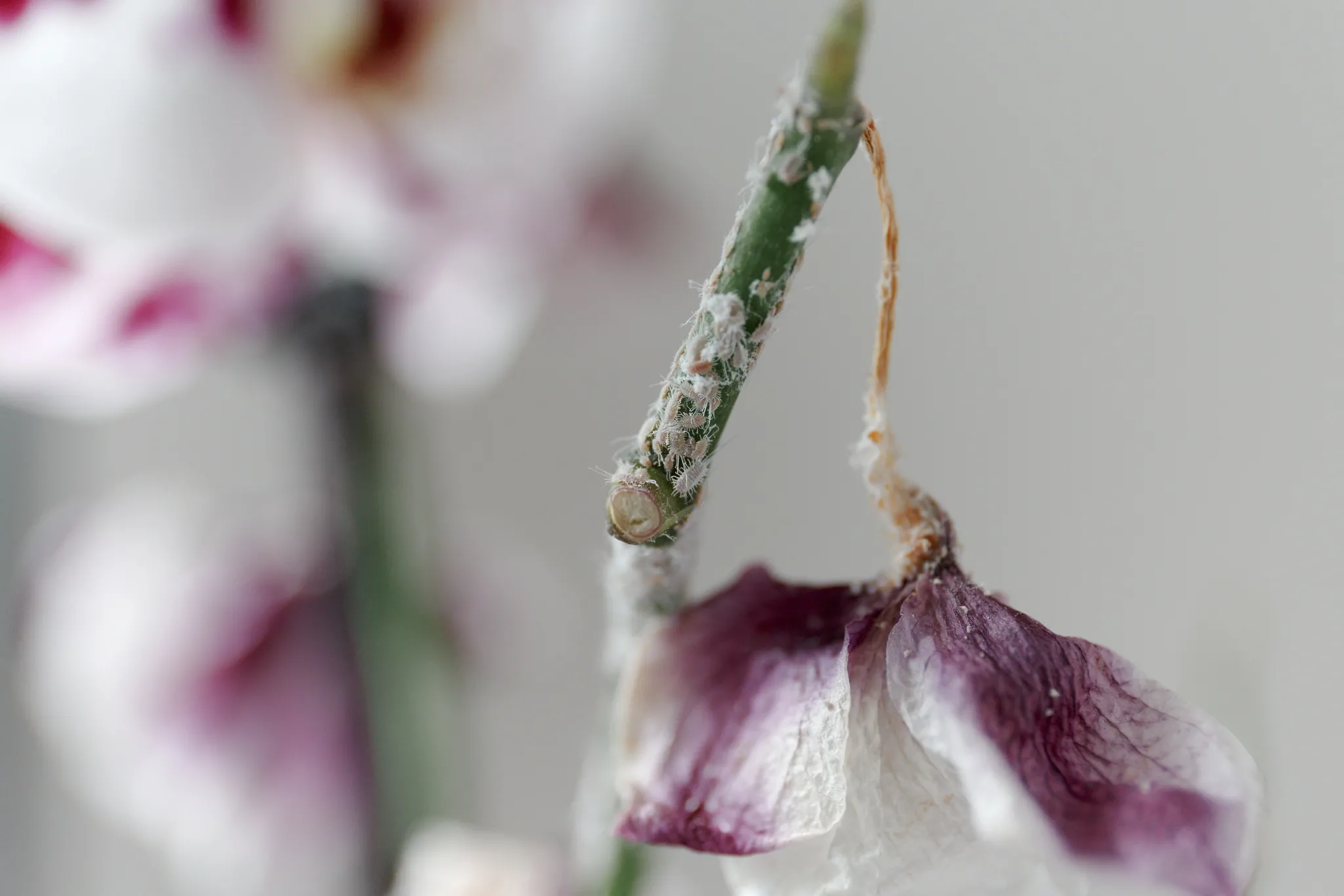 Em plantas que produzem flores, o inseto pode reduzir a floração ou até mesmo não permitir que ela ocorra