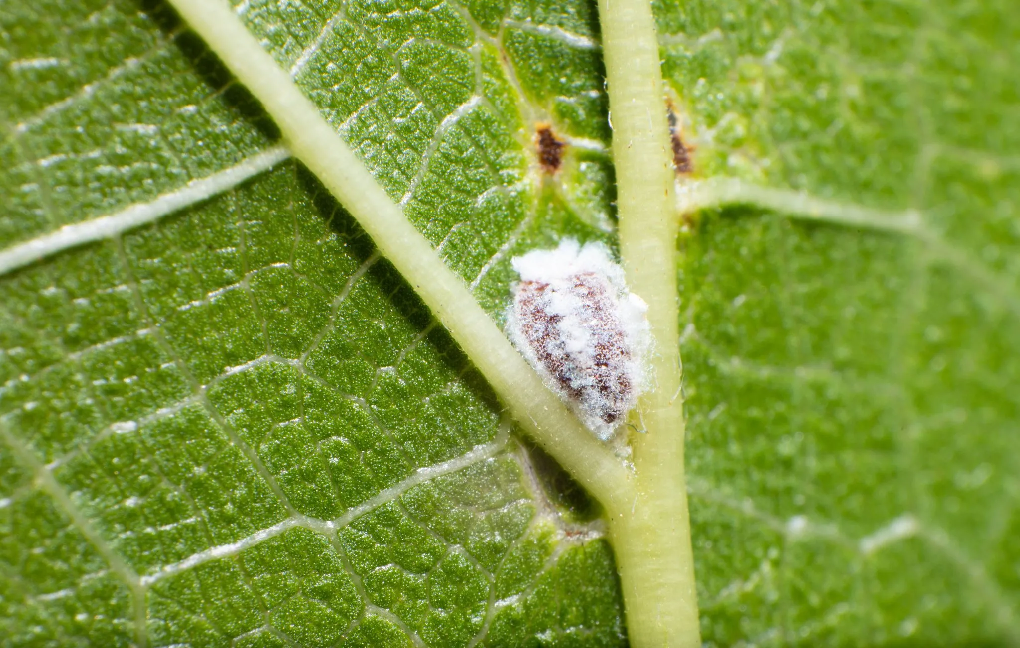 Organismo suga a seiva das plantas e é encontrado em folhas, galhos e nas raízes