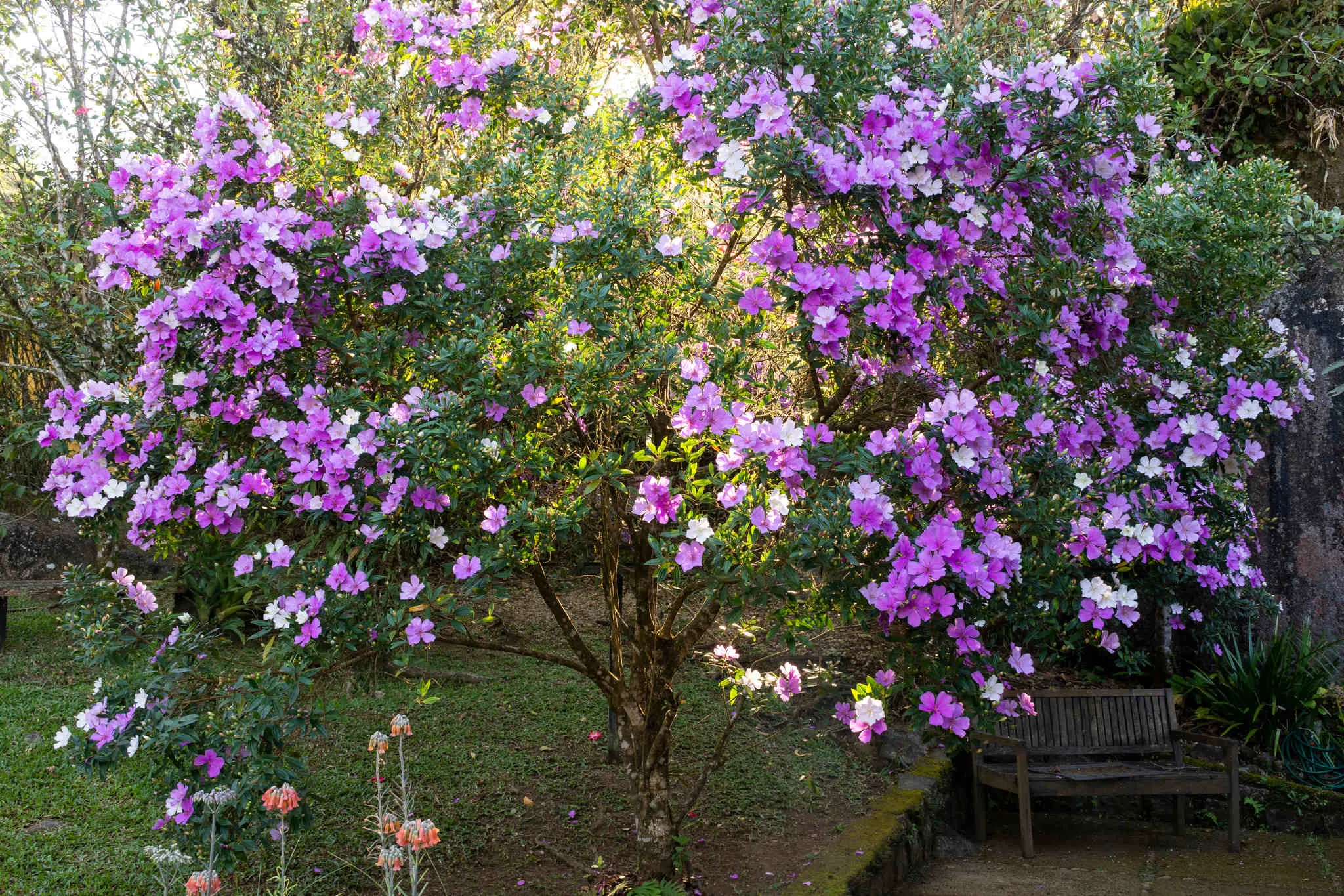O período de floração de um manacá-da-serra acontece no fim da primavera e no verão