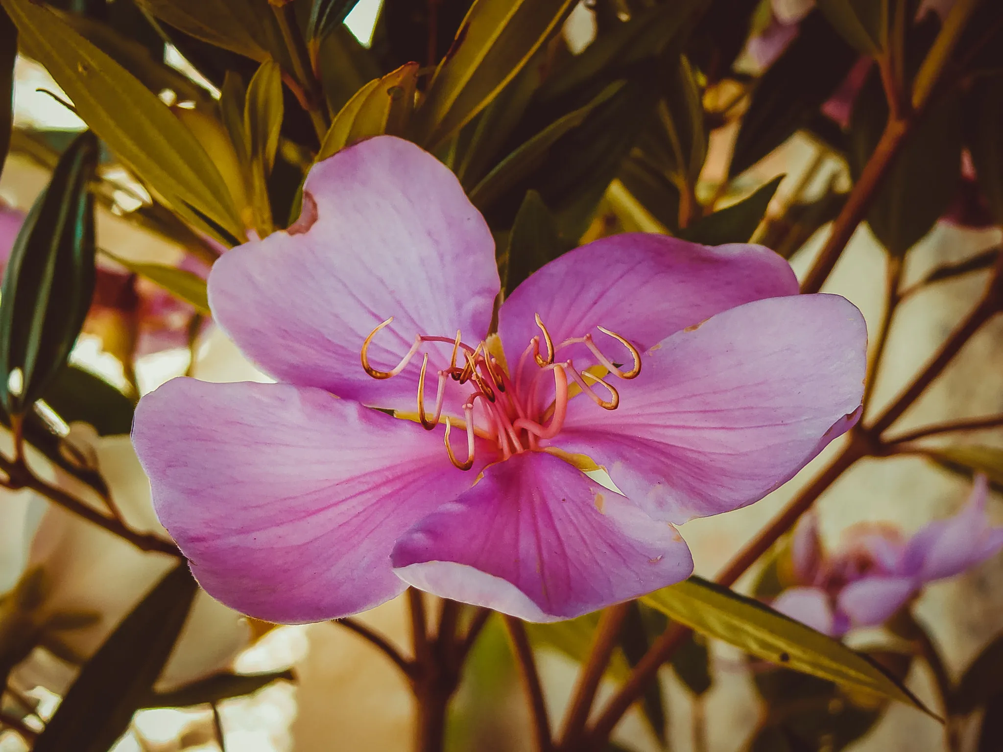 Muitos chamam a manacá-da-serra de “árvore que dá flor de três cores”