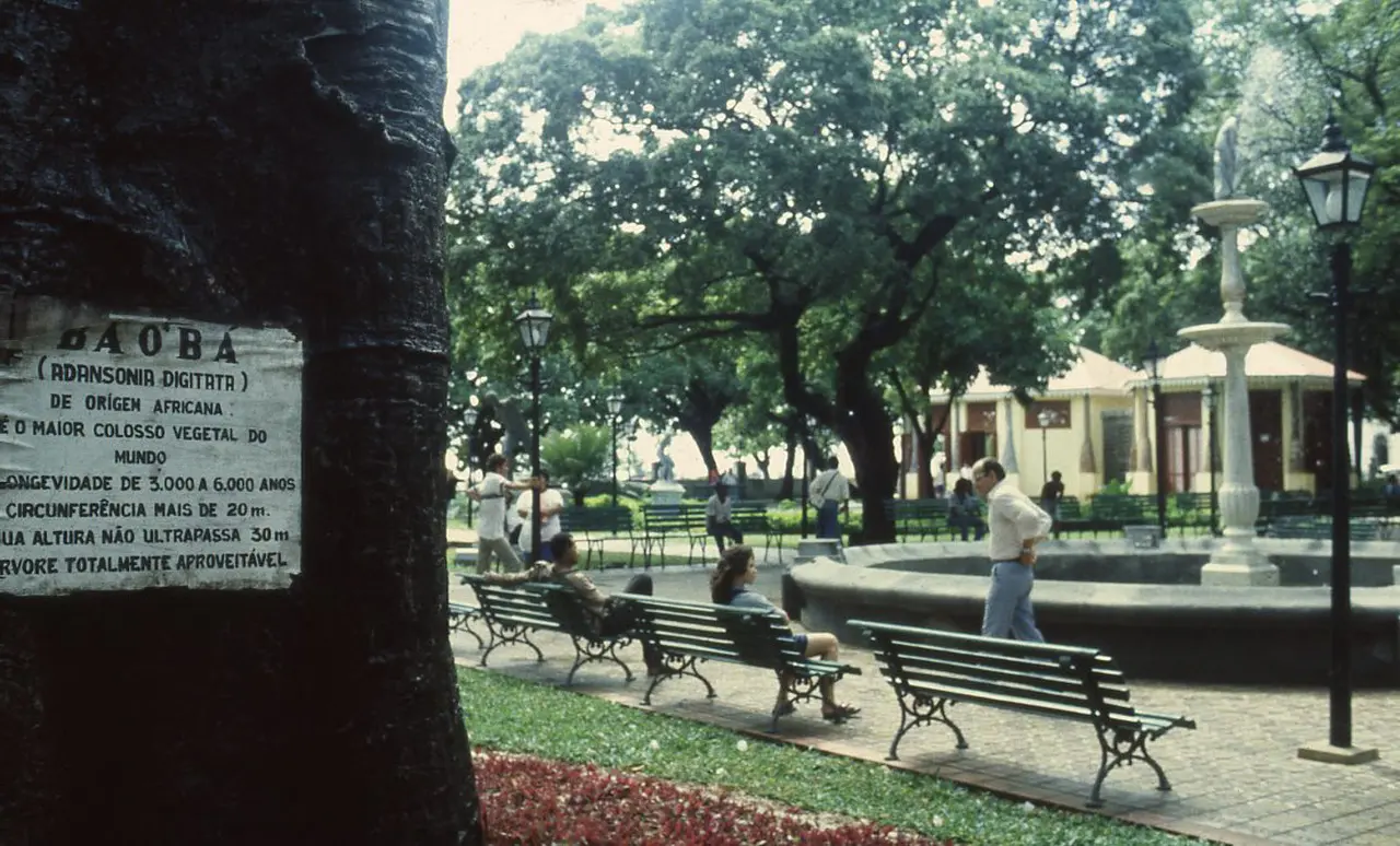 Baobá plantado no Passeio Público