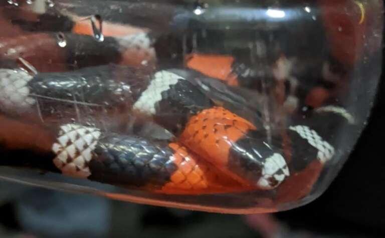 Cobra raríssima é encontrada em expedição no Cerrado