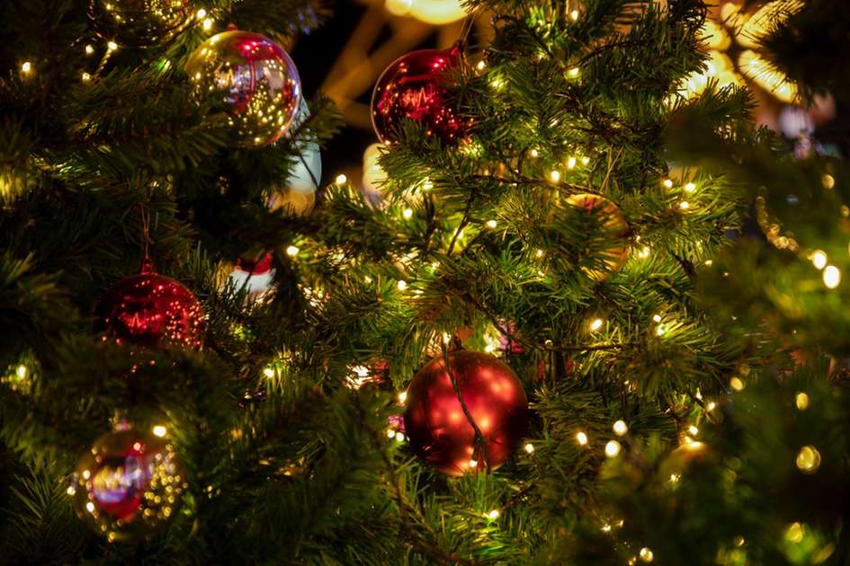 Como escolher árvore de Natal ideal para a sua casa - Ana Karenyna - Diário  do Nordeste