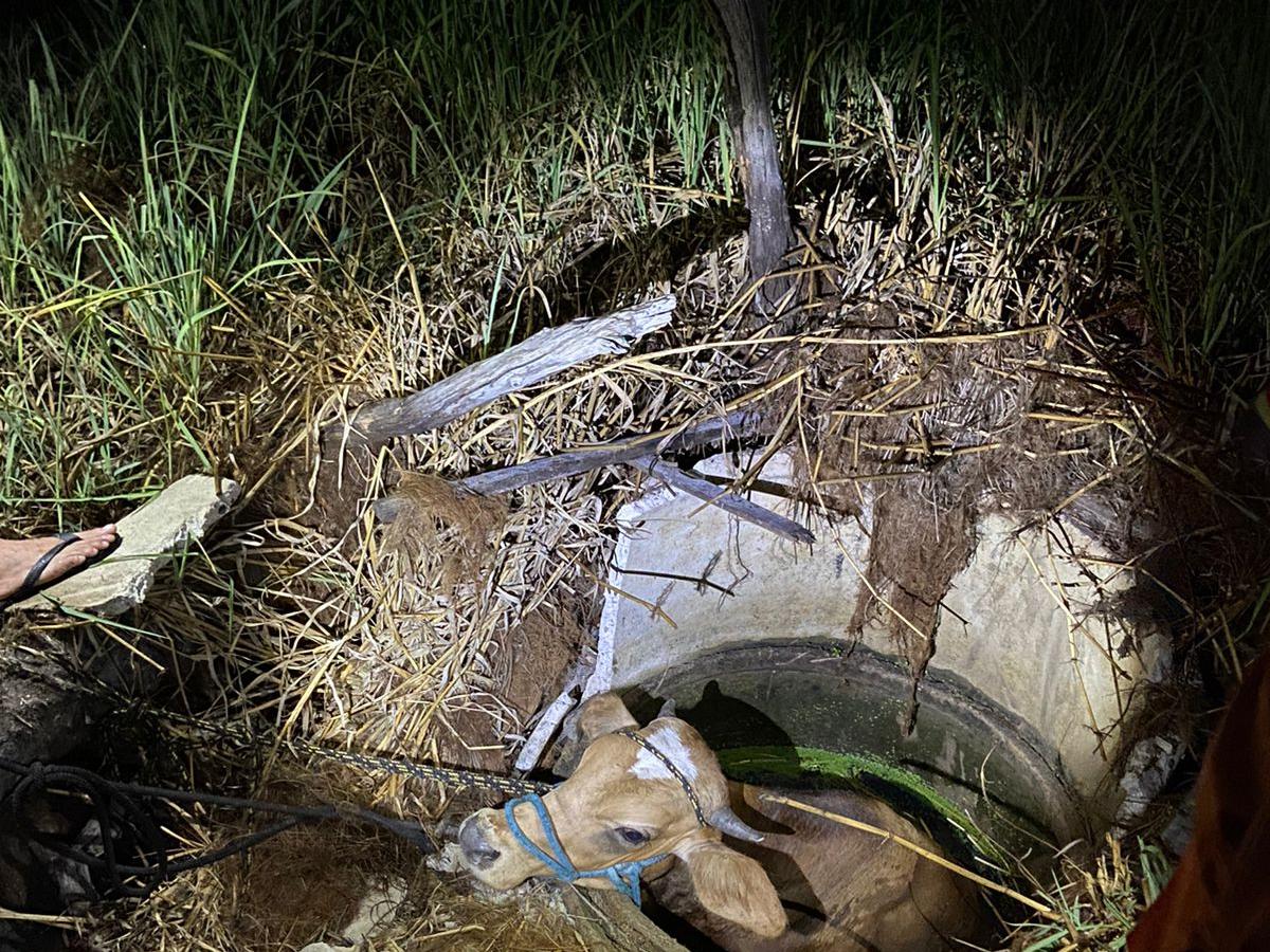 Corpo de Bombeiros resgata cobra mais venenosa do Brasil em residência de  Itaitinga