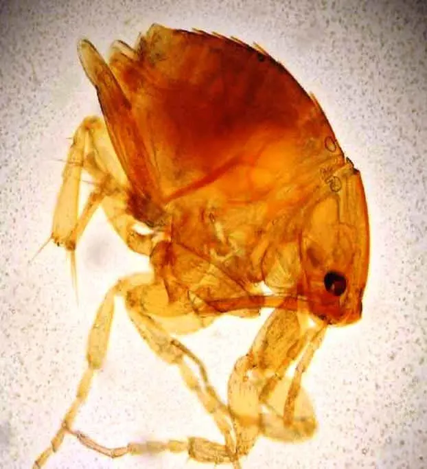 Imagem de microscópio da Tunga penetrans, a menor pulga do mundo