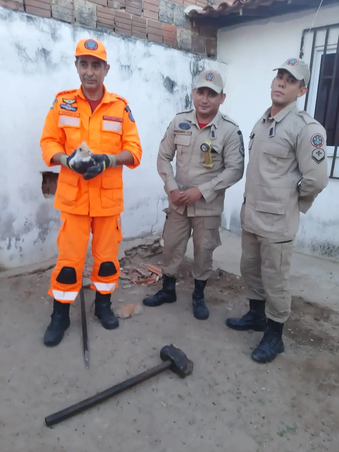 Filhote de gato resgatada