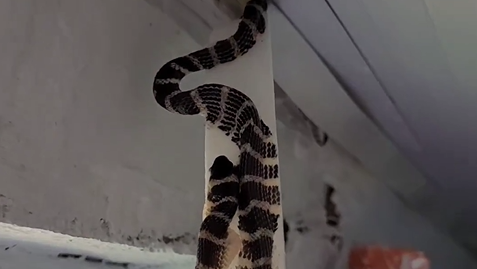 Cobra falsa-coral fica presa em fita adesiva em banheiro de casa em Santa Catarina