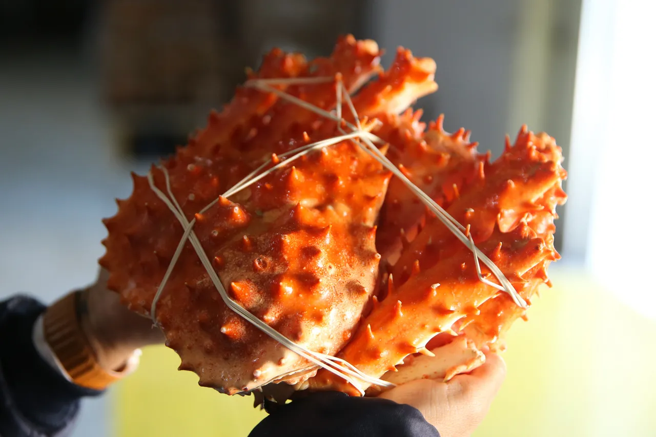 A centoia ou king crab é um caranguejo gigante utilizado em pratos na gastronomia
