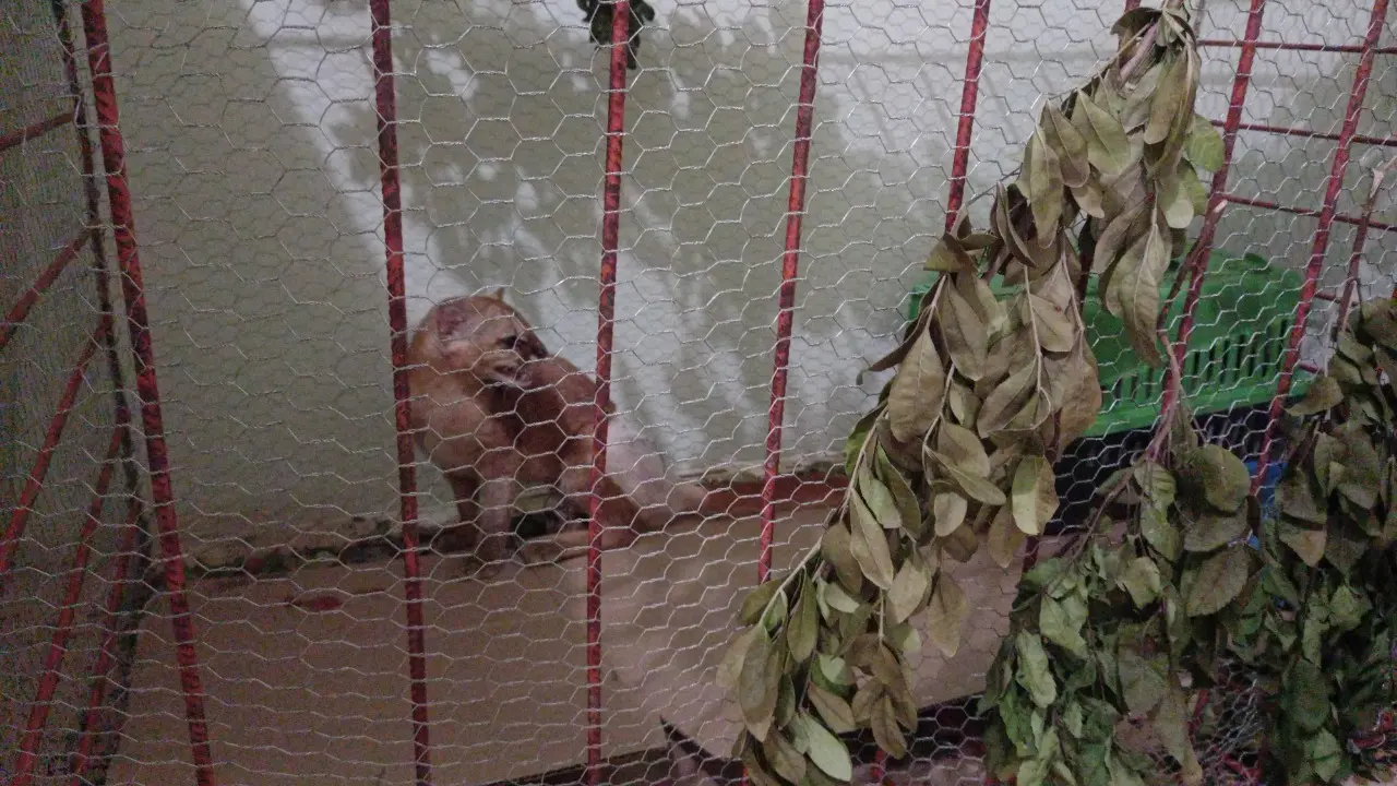 Aplicativo monitora pontos onde animais são atropelados