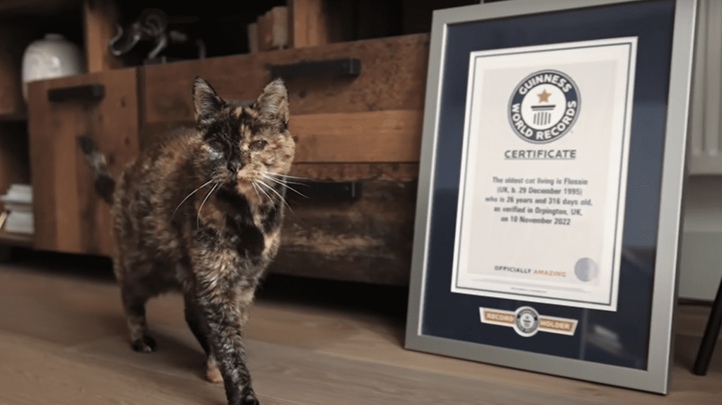 Gata mais velha do mundo caminha próximo a placa do Guinness World Records